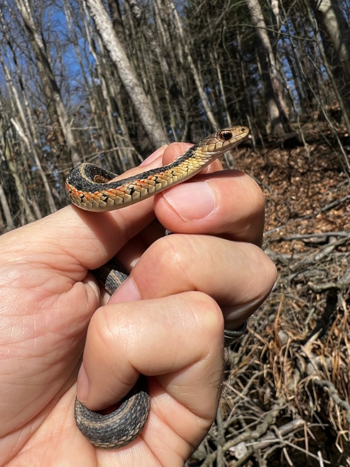 Eastern Garter Snake